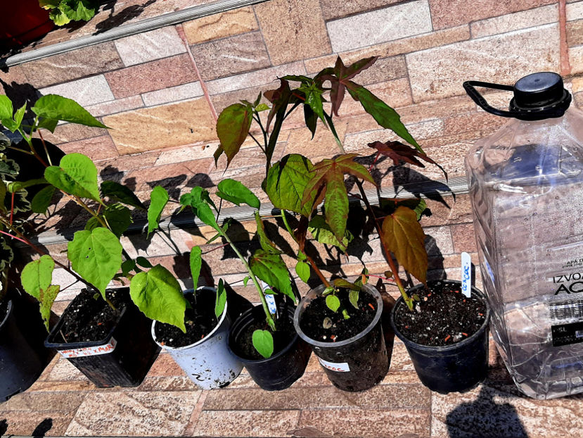  - De vânzare hibiscusi moscheteus din semințe