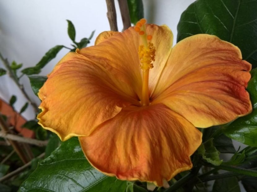 7 - Hibiscus din seminte 2020-2021
