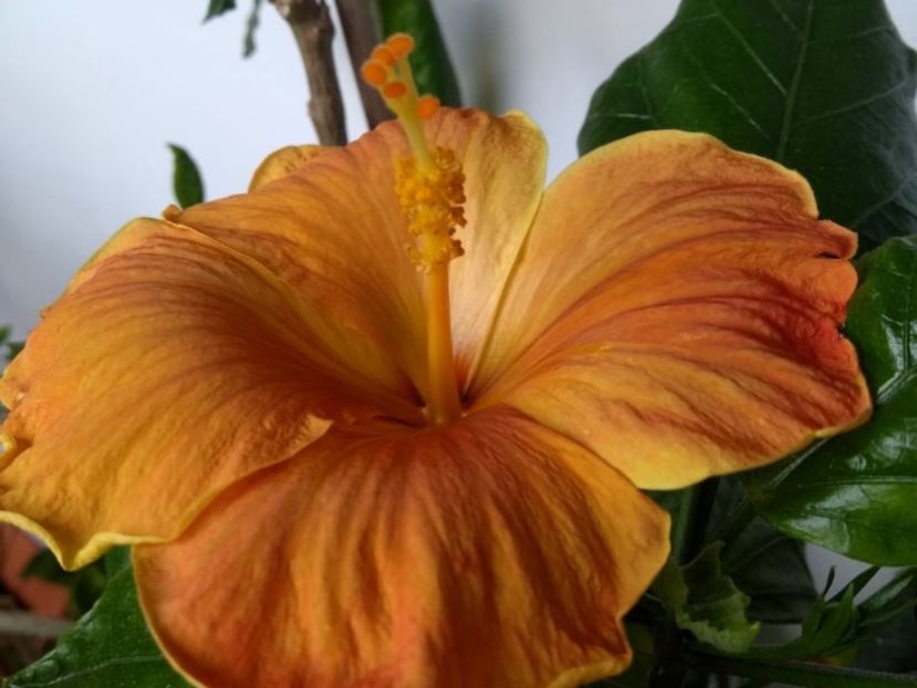  - Hibiscus din seminte 2020-2021