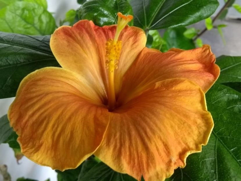  - Hibiscus din seminte 2020-2021
