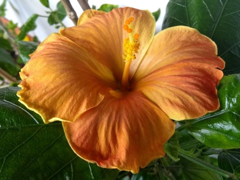  - Hibiscus din seminte 2020-2021