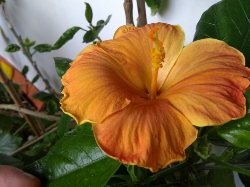  - Hibiscus din seminte 2020-2021