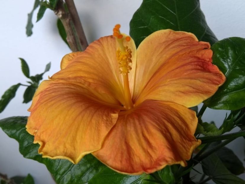  - Hibiscus din seminte 2020-2021