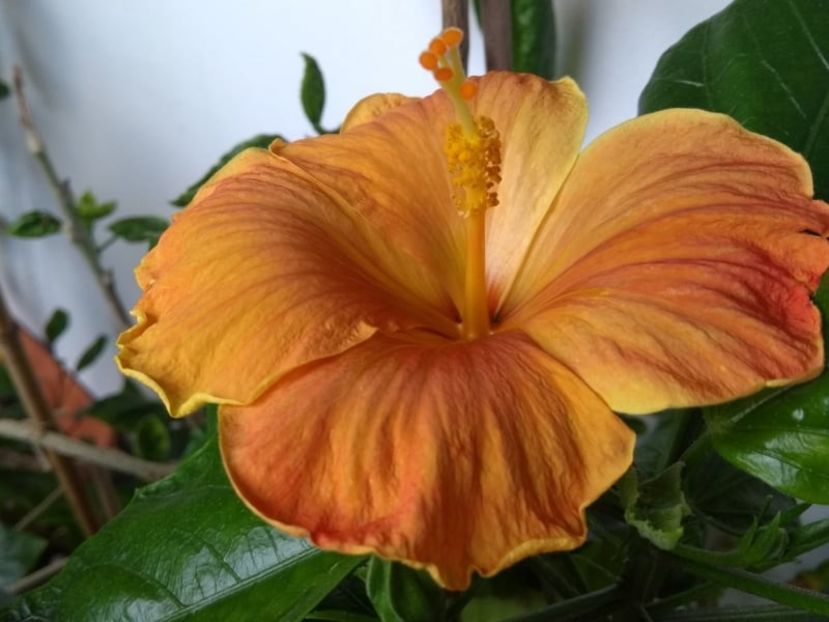  - Hibiscus din seminte 2020-2021