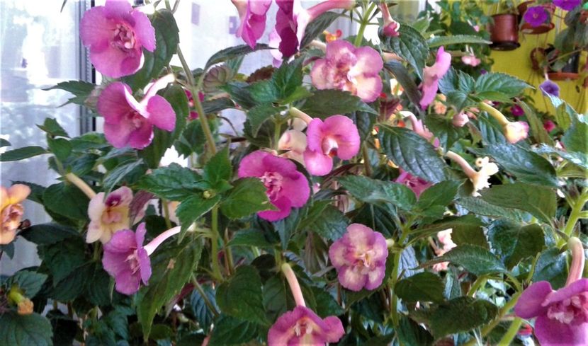  - 0000 ACHIMENES