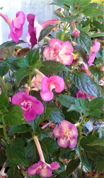  - 0000 ACHIMENES