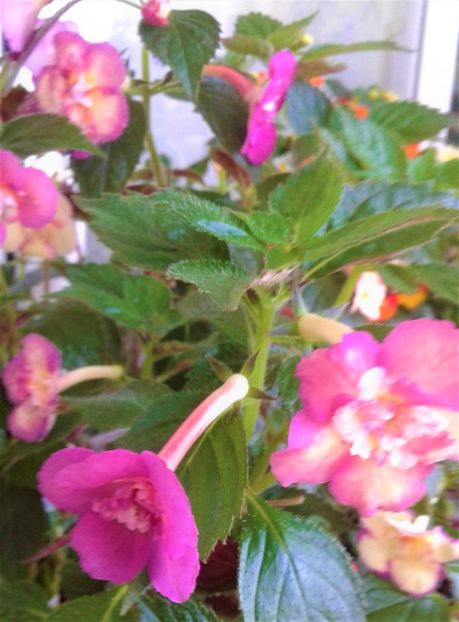 - 0000 ACHIMENES