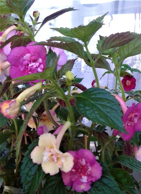  - 0000 ACHIMENES