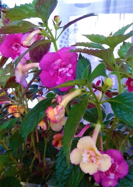  - 0000 ACHIMENES