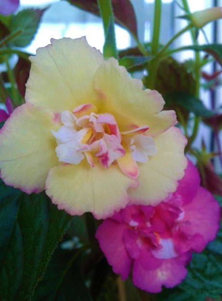  - 0000 ACHIMENES