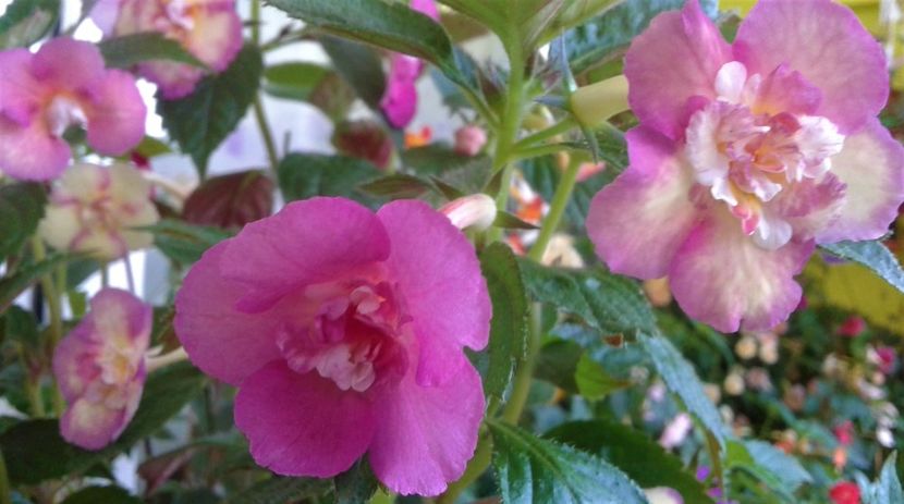  - 0000 ACHIMENES