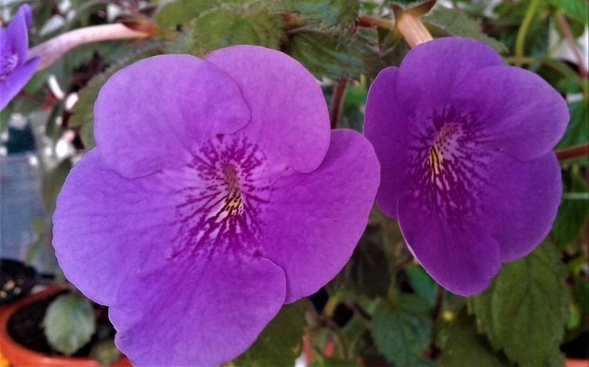  - 0000 ACHIMENES