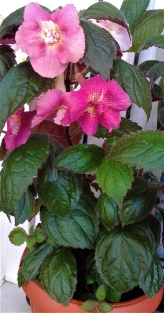  - 0000 ACHIMENES