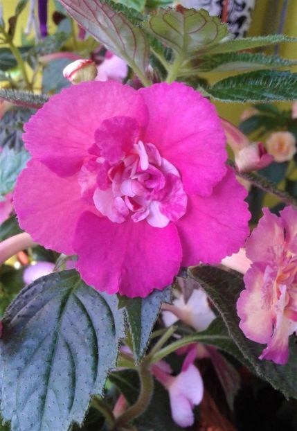  - 0000 ACHIMENES