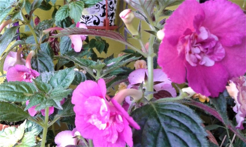  - 0000 ACHIMENES
