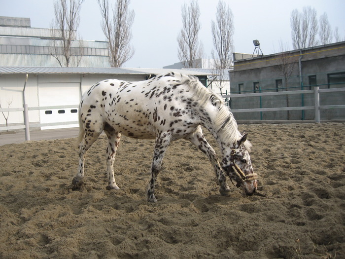 Expo. Galati 2010 - Caii