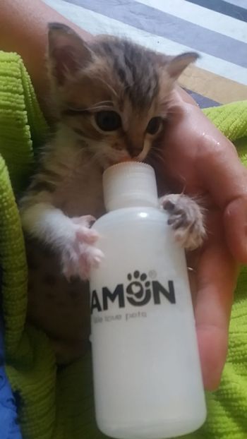 Am fost bolnavioara cateva zile... - Povestea unui pisic mic