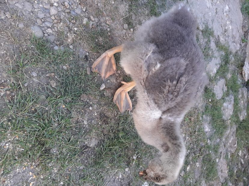  - Boboci gâsca 2021