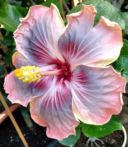  - Hibiscus Trademark