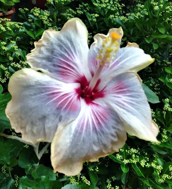  - Hibiscus Trademark