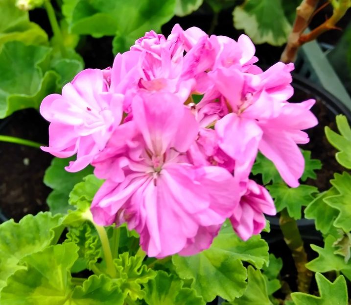 Garnet Rosebud - Muscate 2021