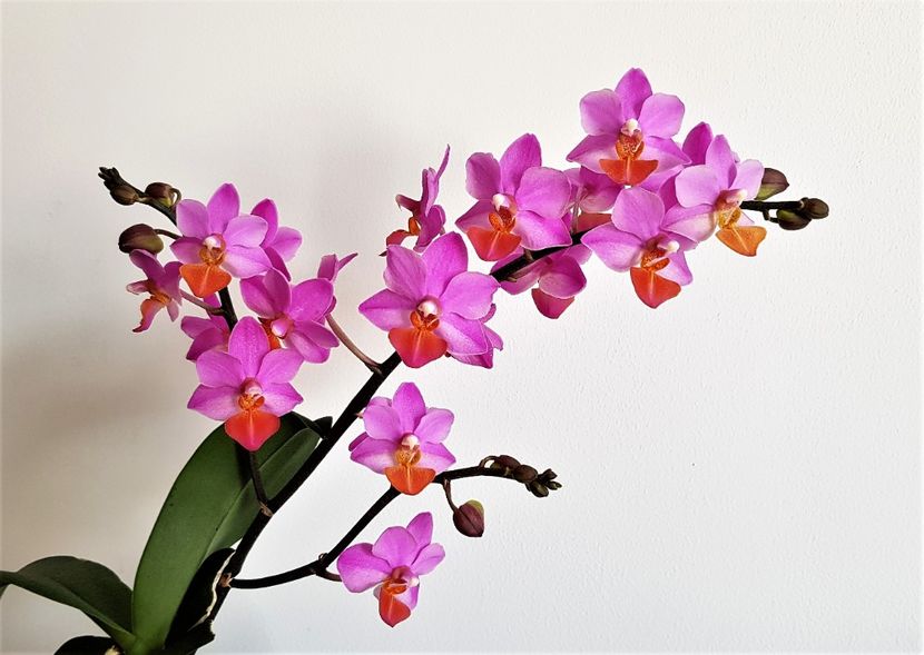  - Phalaenopsis 2