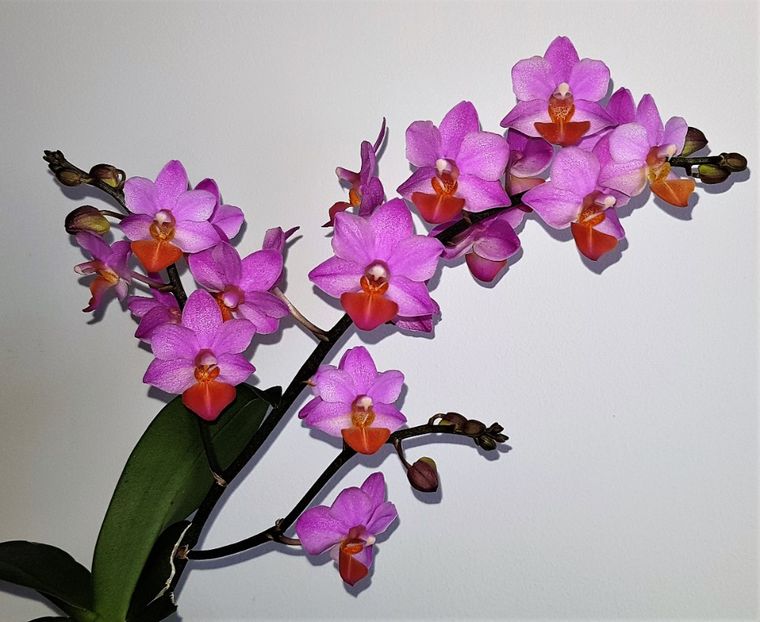  - Phalaenopsis 2