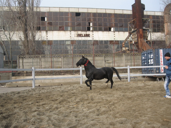 Expo. Galati 2010 - Caii