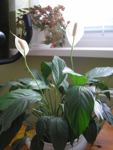 Spathiphyllum