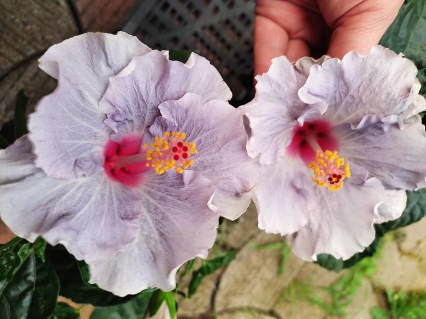  - Hibiscus 2021 -1