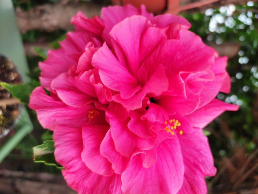  - Hibiscus 2021 -1