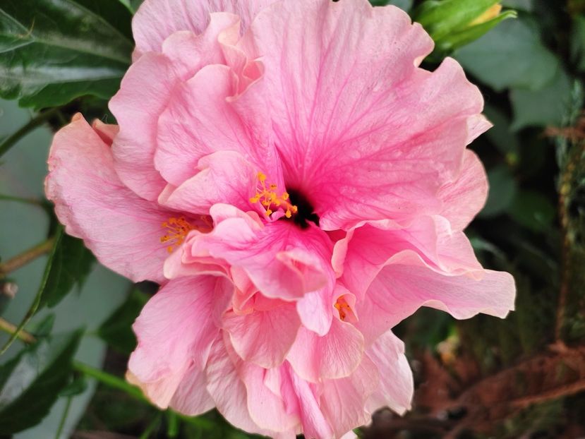  - Hibiscus 2021 -1