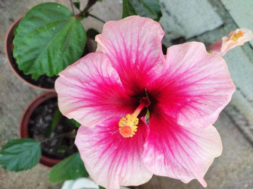  - Hibiscus 2021 -1
