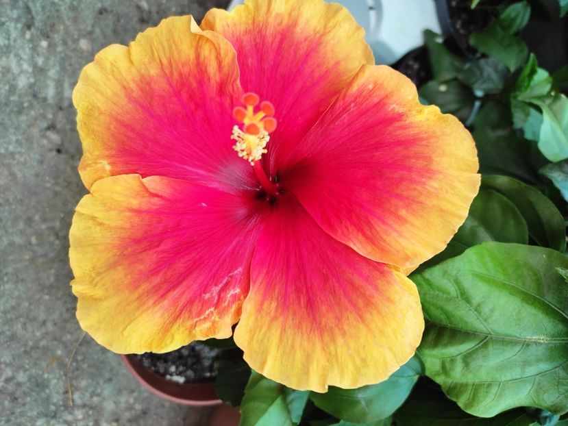  - Hibiscus 2021 -1