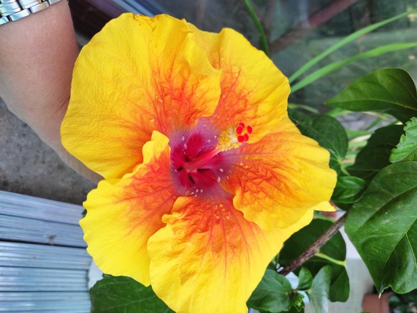  - Hibiscus 2021 -1