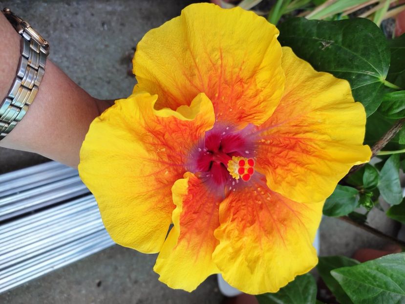  - Hibiscus 2021 -1