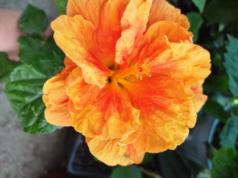  - Hibiscus 2021 -1