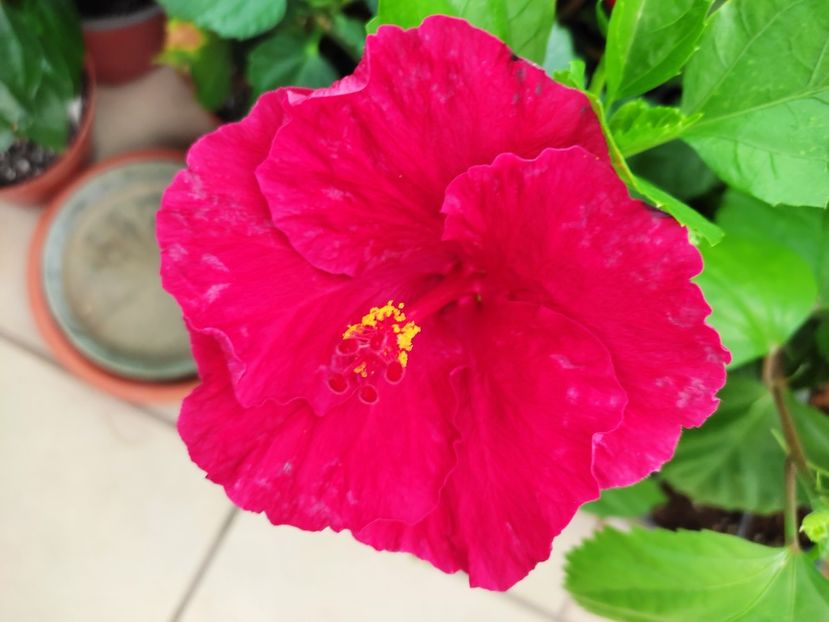  - Hibiscus 2021 -1