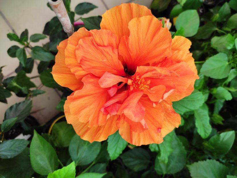  - Hibiscus 2021 -1