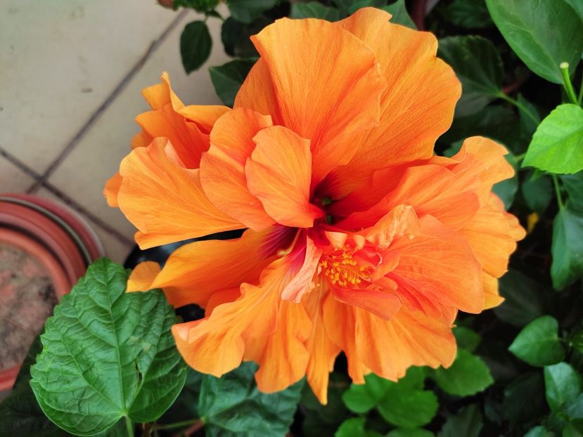  - Hibiscus 2021 -1