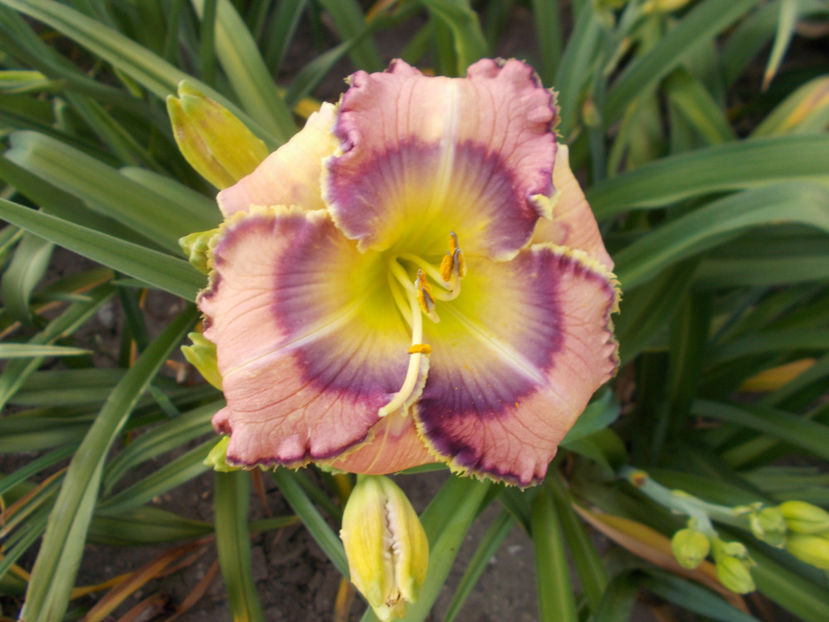 r2,9-sherry candy-16 - HEMEROCALLISI NOI DISPONIBIL IN 2021