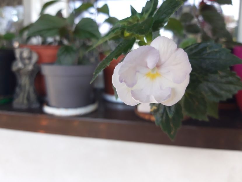 White glory - Achimenes