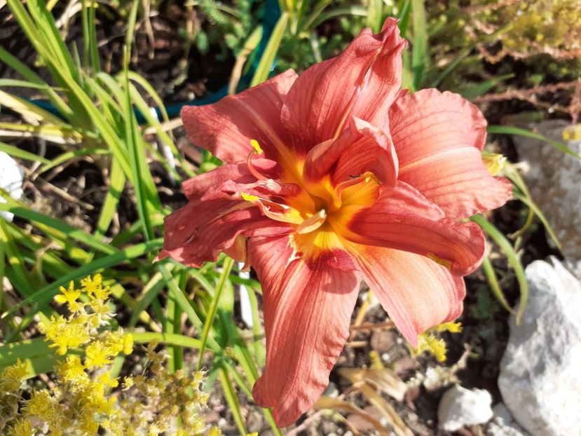Double passion - Hemerocallis 2021