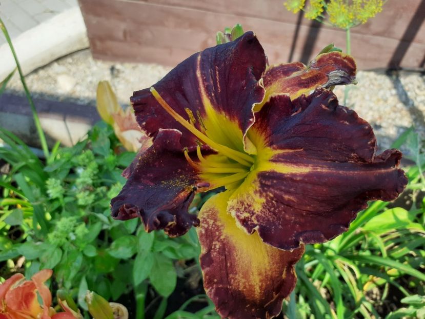 Evening Sparkle - Hemerocallis 2021