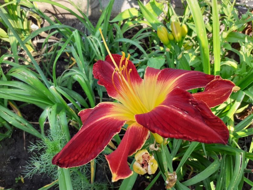 Ruby Spider - Hemerocallis 2021