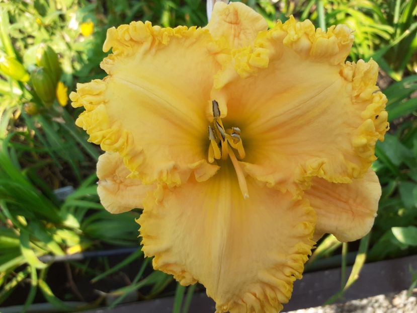 Ialatsara - Hemerocallis 2021