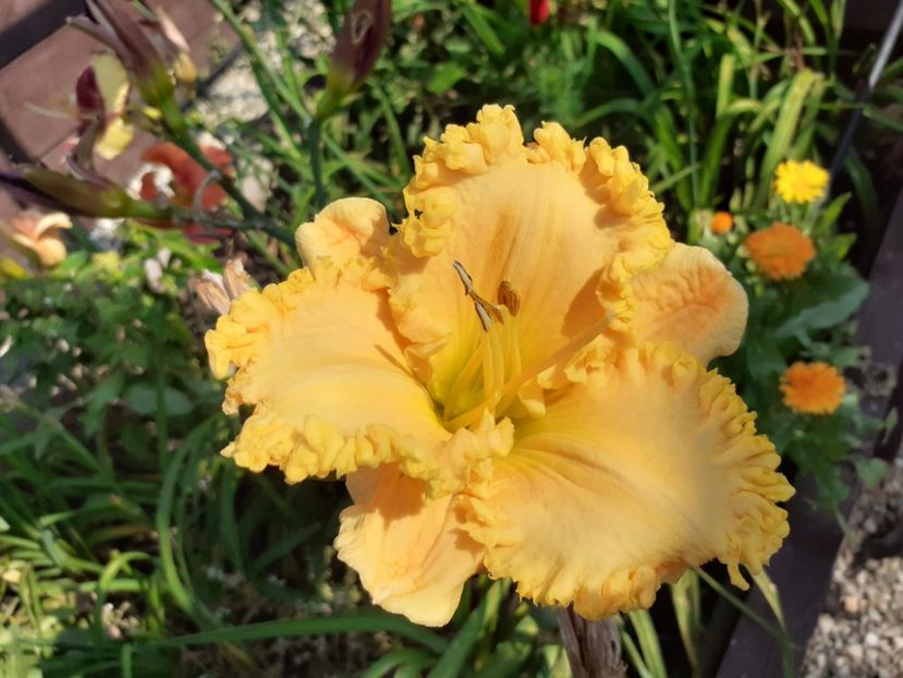 Ialatsara - Hemerocallis 2021