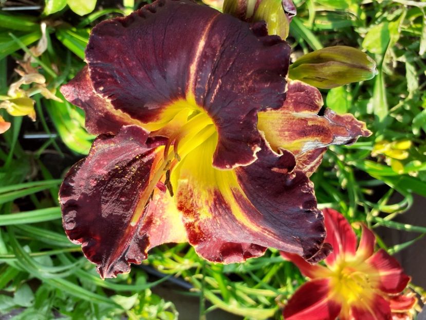 Evening Sparkle - Hemerocallis 2021
