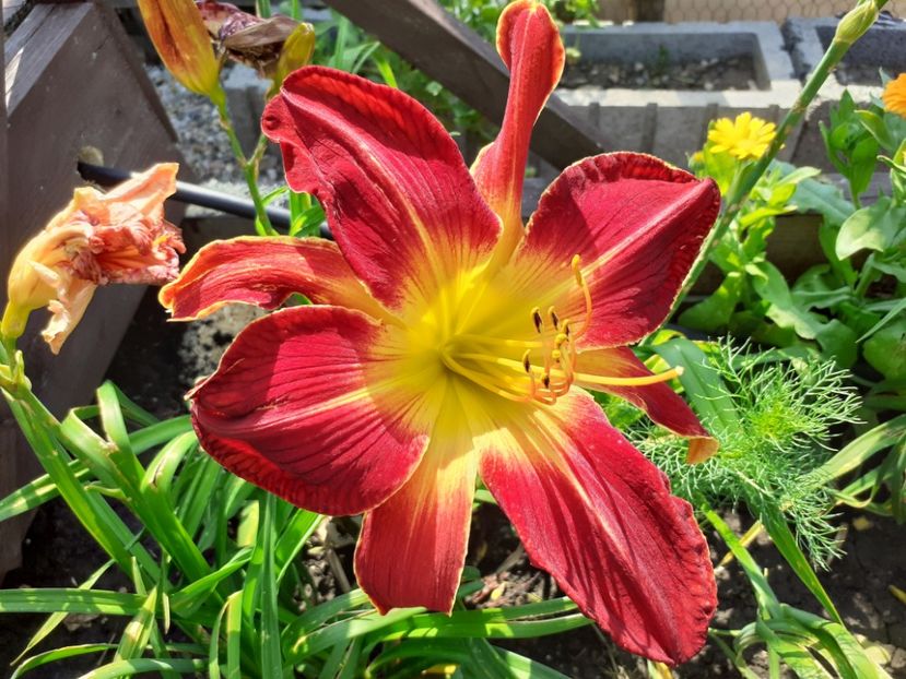 Ruby Spider - Hemerocallis 2021