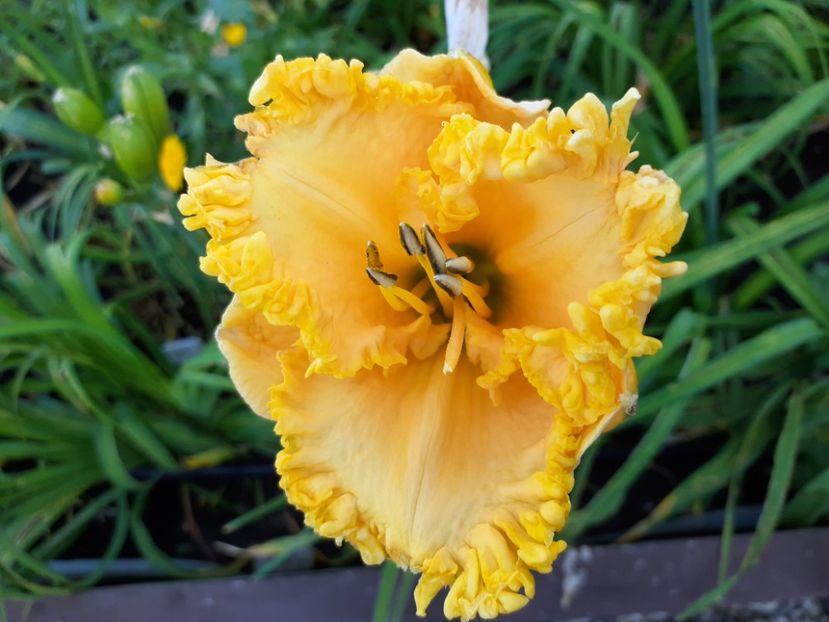 Ialatsara - Hemerocallis 2021
